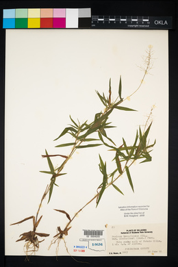 Dichanthelium acuminatum subsp. lindheimeri image