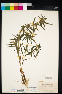 Dichanthelium acuminatum subsp. lindheimeri image