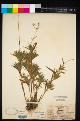 Dichanthelium acuminatum subsp. lindheimeri image