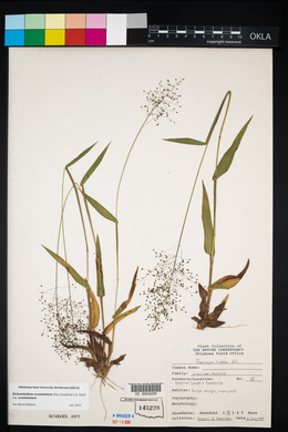 Panicum hians image