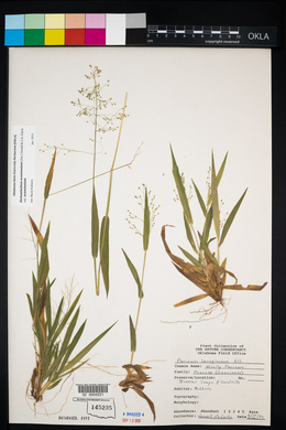 Dichanthelium acuminatum subsp. acuminatum image