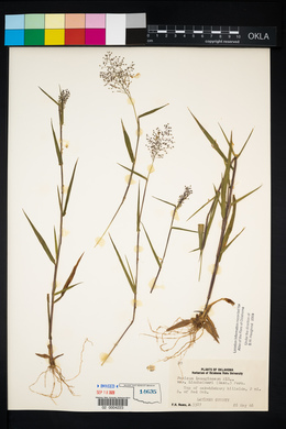 Dichanthelium acuminatum subsp. lindheimeri image