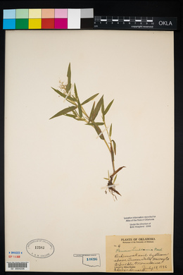 Dichanthelium acuminatum subsp. lindheimeri image