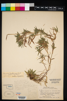 Panicum lindheimeri image