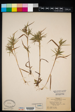 Dichanthelium acuminatum subsp. lindheimeri image