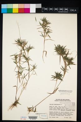 Dichanthelium acuminatum subsp. acuminatum image