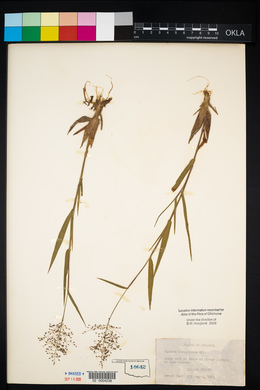 Dichanthelium acuminatum subsp. acuminatum image