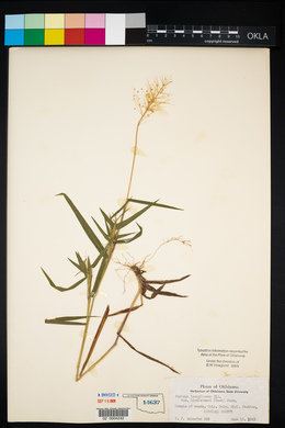 Dichanthelium acuminatum subsp. lindheimeri image