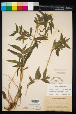 Panicum clandestinum image