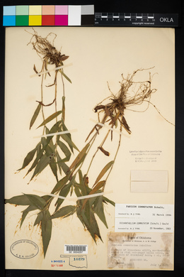 Panicum commutatum image