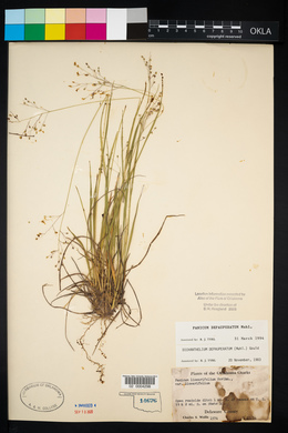 Panicum depauperatum image