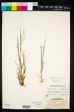 Panicum depauperatum image