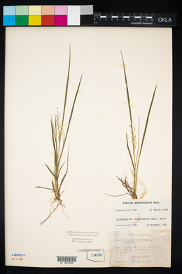 Panicum depauperatum image