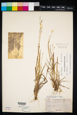 Panicum depauperatum image