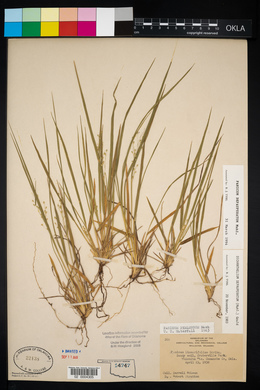 Panicum depauperatum image