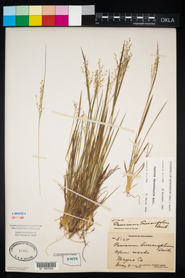 Panicum depauperatum image