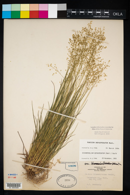 Panicum depauperatum image