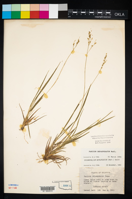 Panicum depauperatum image