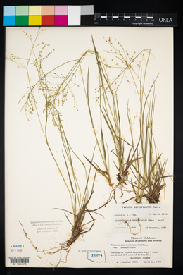 Panicum depauperatum image