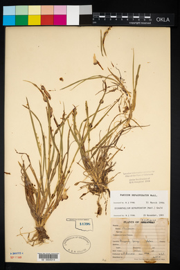 Panicum depauperatum image