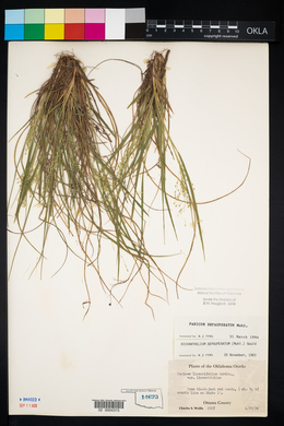 Panicum depauperatum image