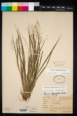 Panicum depauperatum image