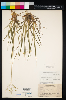 Panicum depauperatum image