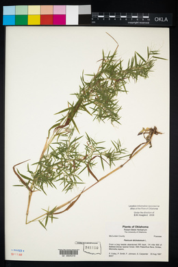 Dichanthelium dichotomum var. dichotomum image