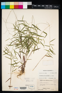 Panicum dichotomum image