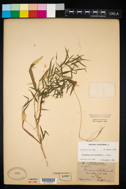 Panicum dichotomum image