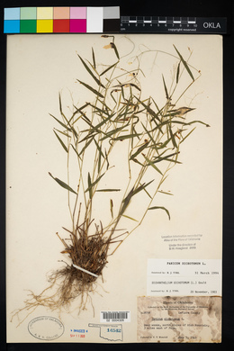 Panicum dichotomum image