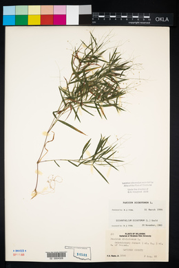 Panicum dichotomum image