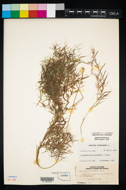 Panicum dichotomum image