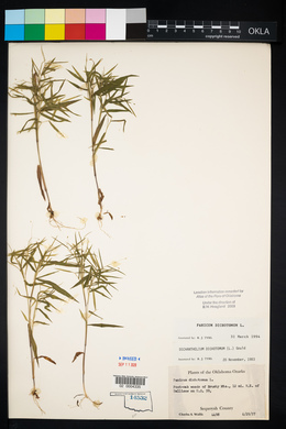 Panicum dichotomum image