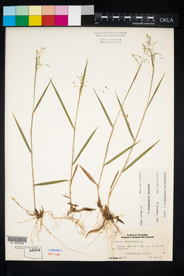 Panicum dichotomum image