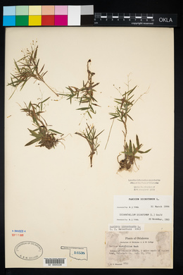 Panicum dichotomum image