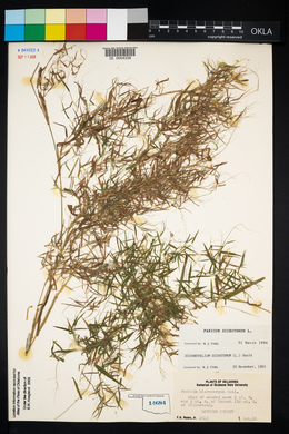 Panicum dichotomum image