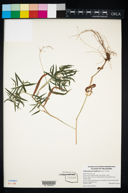 Dichanthelium laxiflorum image