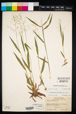 Panicum laxiflorum image