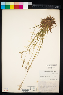 Panicum laxiflorum image