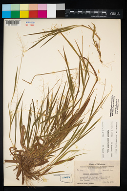 Panicum laxiflorum image