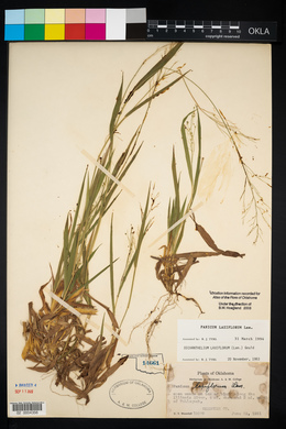 Panicum laxiflorum image