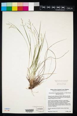 Dichanthelium linearifolium image