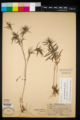 Panicum malacophyllum image