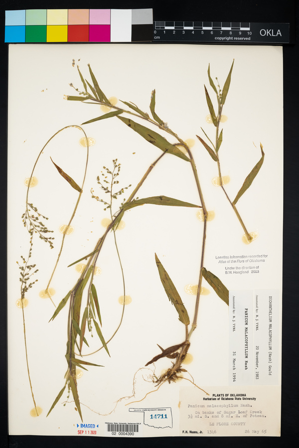 Panicum malacophyllum image