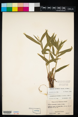 Panicum ravenelii image