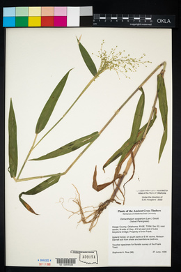 Dichanthelium scoparium image