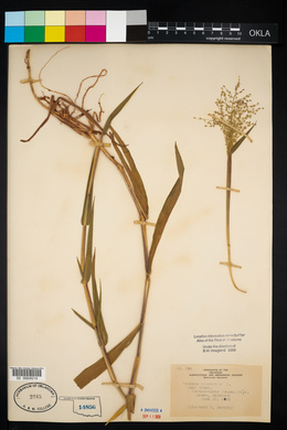 Dichanthelium scoparium image