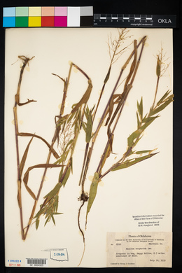 Dichanthelium scoparium image