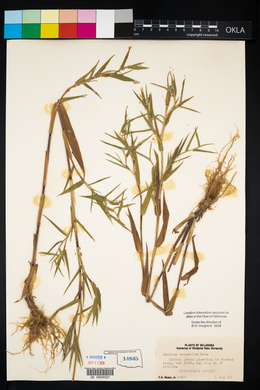 Dichanthelium scoparium image
